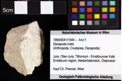 Foto (Objket + Etiketten) von Tithopaguristes porosus (Fraaije et al., 2019) 